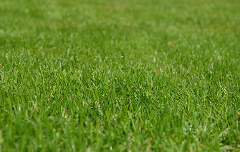 Freshly Laid Lawns