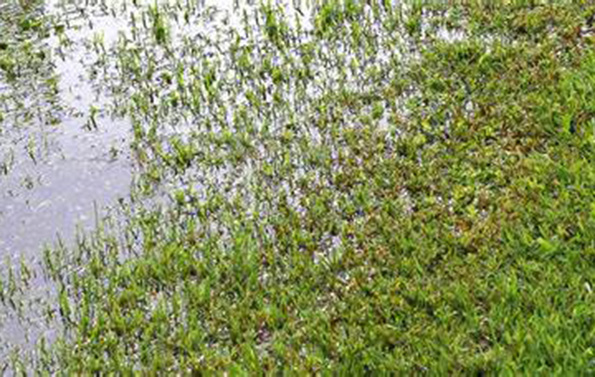 Waterlogged lawns in essex